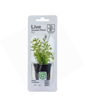 Rotala Rotundifolia en Pot